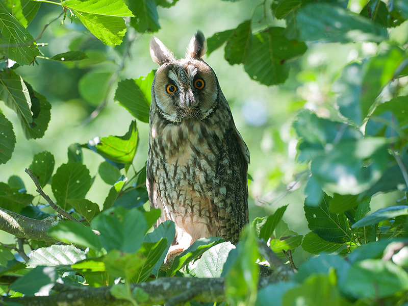 Ransuil, Long-eared Owl