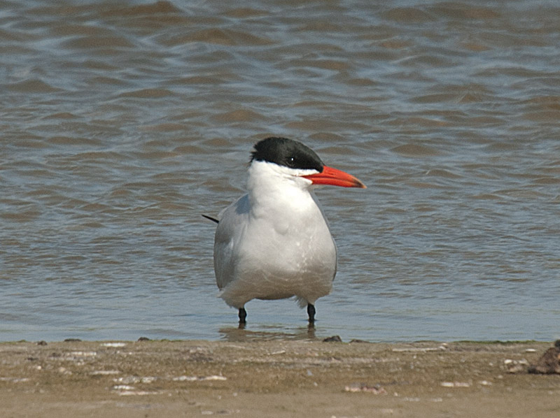 Reuzenstern, Caspian Tern