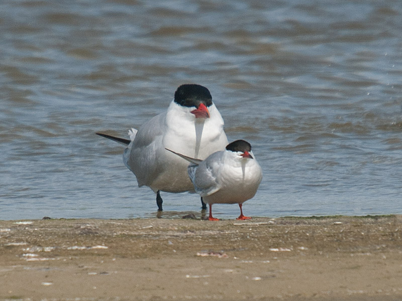 Reuzenstern en Visdief, Caspian Tern and Common Tern