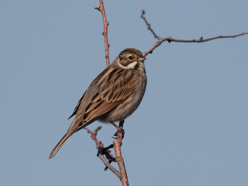 Rietgors, Reed Bunting