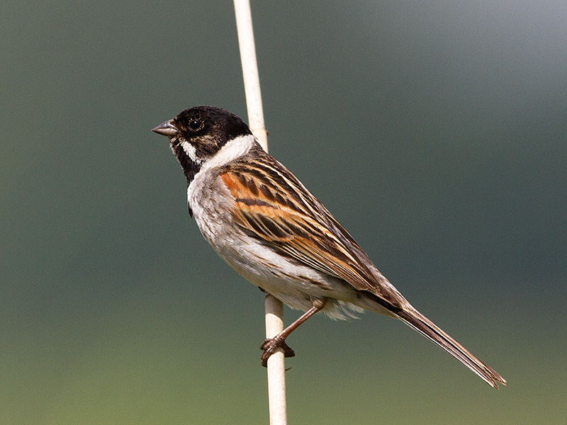 Rietgors, Reed Bunting