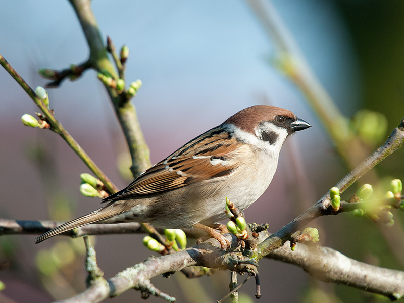 Ringmus, Tree Sparrow