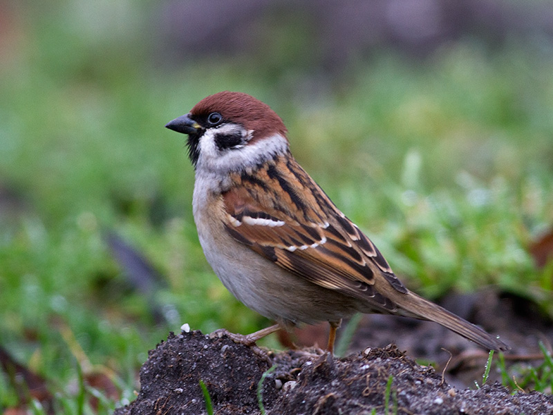 Ringmus, Tree Sparrow
