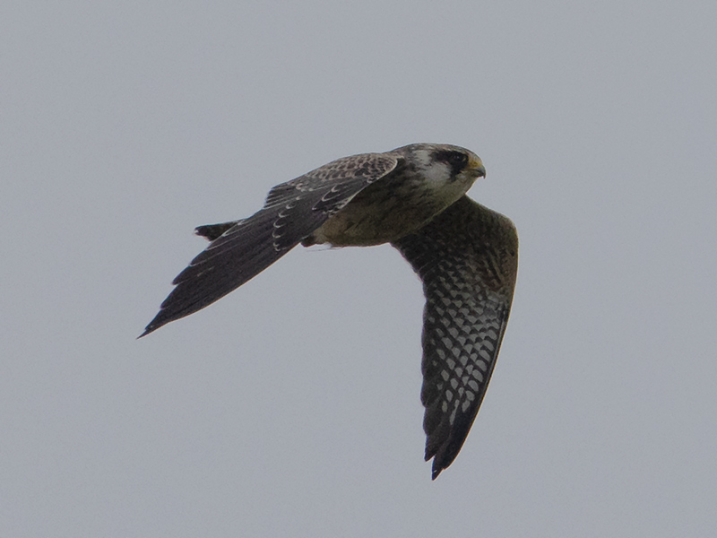 Roodpootvalk, Red-footed Falcon