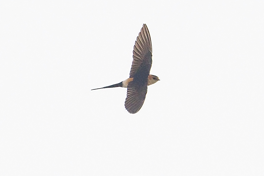 Roodstuitzwaluw, Red-rumped Swallow