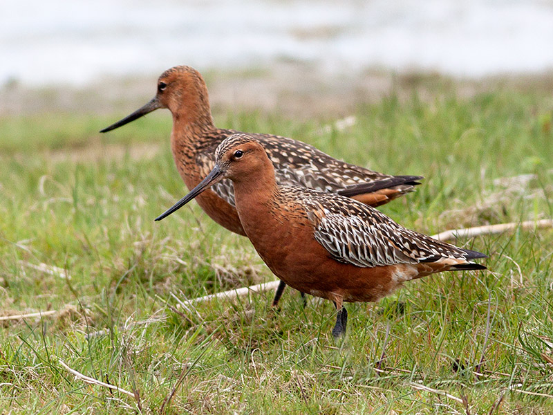 Rosse Grutto, Bar-tailed Godwit