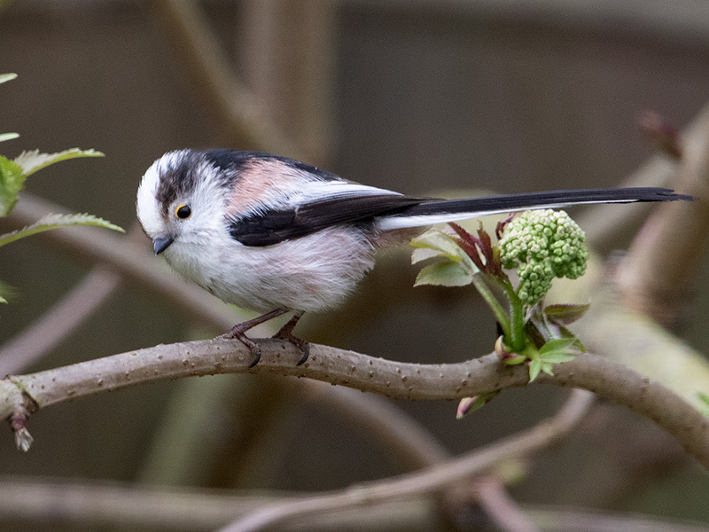 Staartmees, Long-tailed Tit