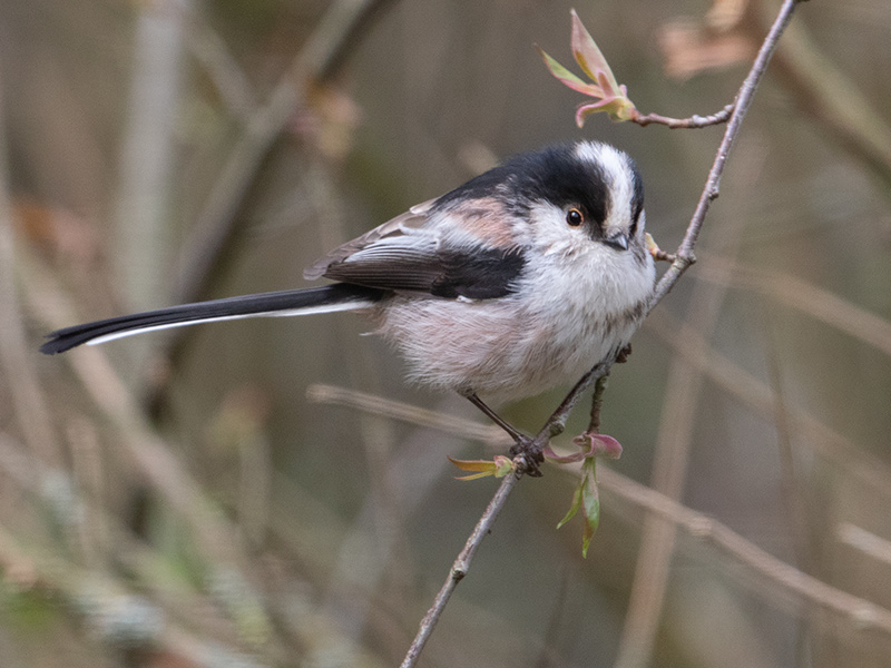 Staartmees, Long-tailed Tit
