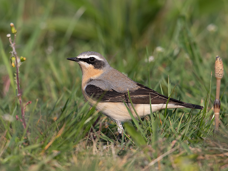 Tapuit, Northern Wheatear