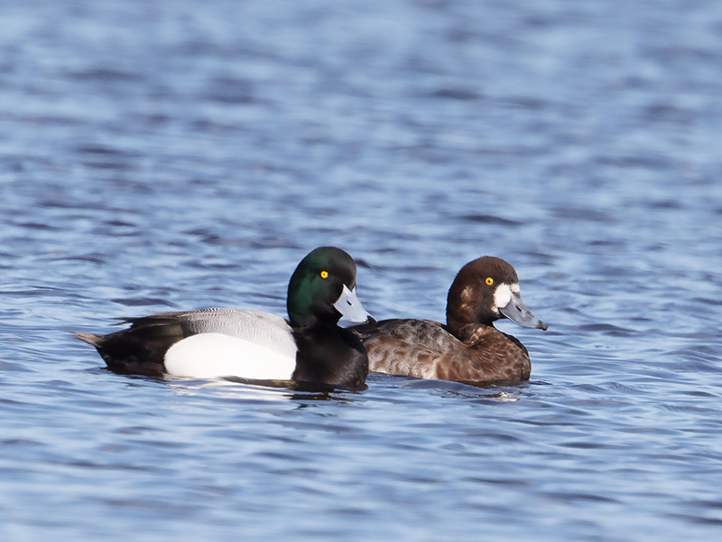 Topper, Scaup