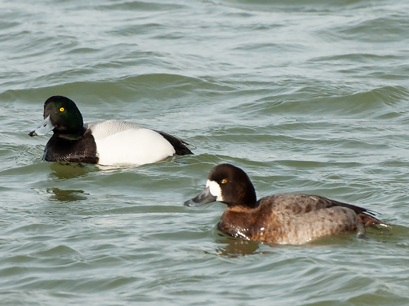Topper, Scaup