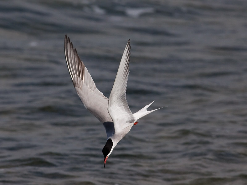 Visdief, Common Tern