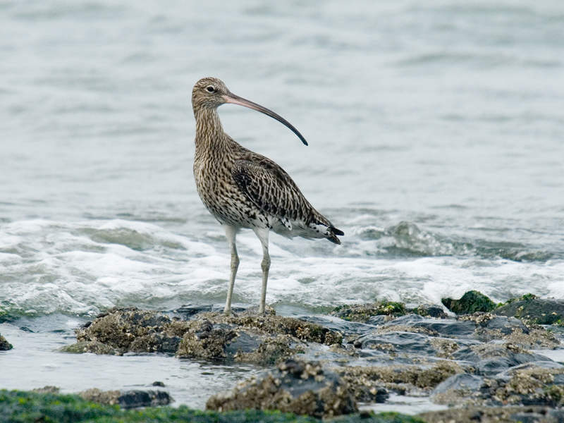 Wulp, Curlew