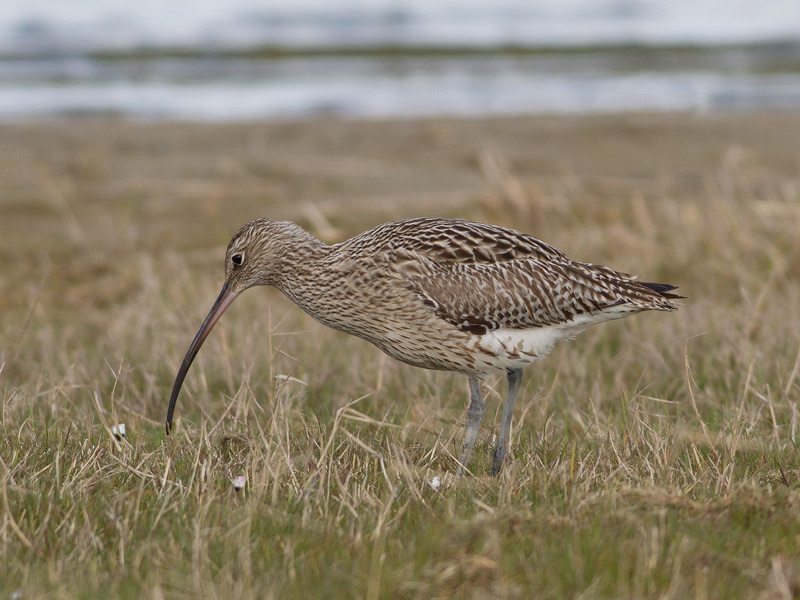 Wulp, Curlew