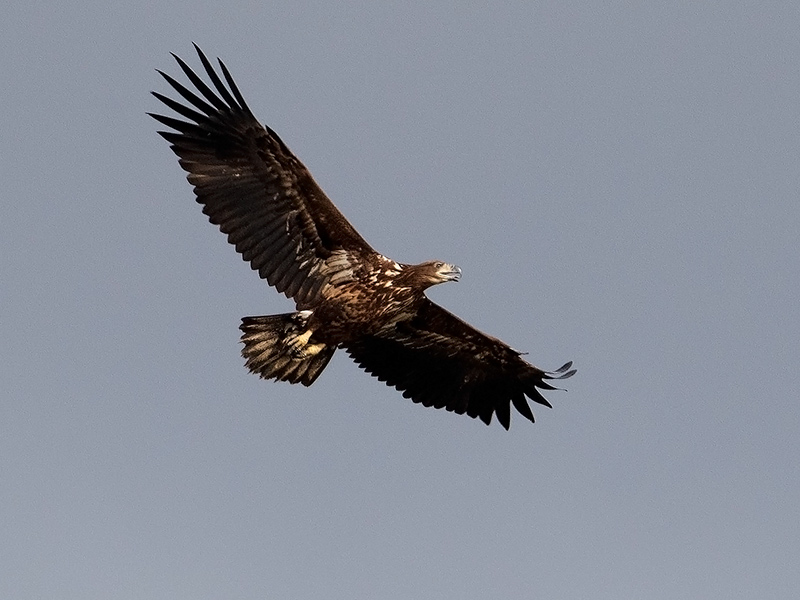 Zeearend, White-tailed Eagle