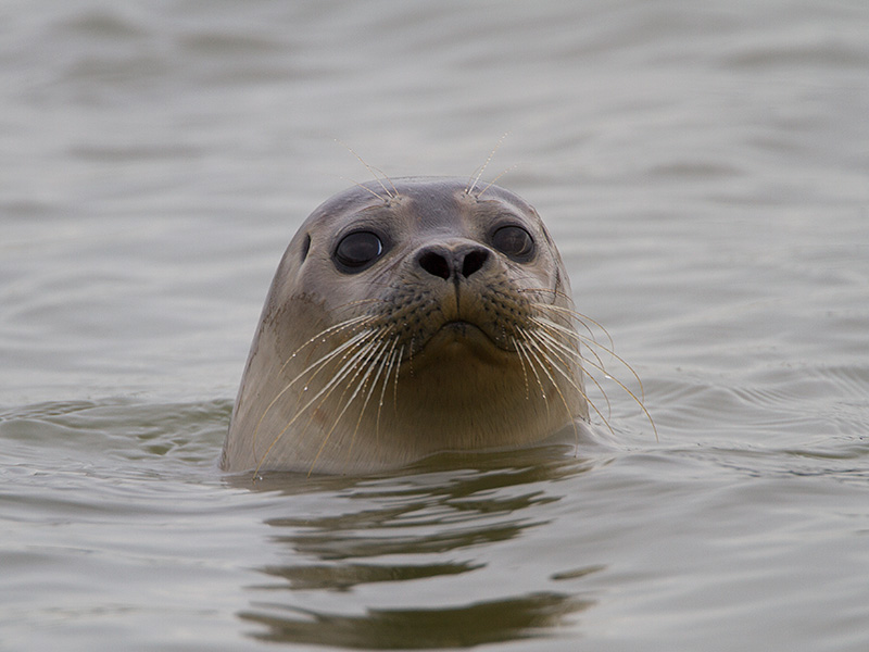 Gewone Zeehond, Harbour Seal