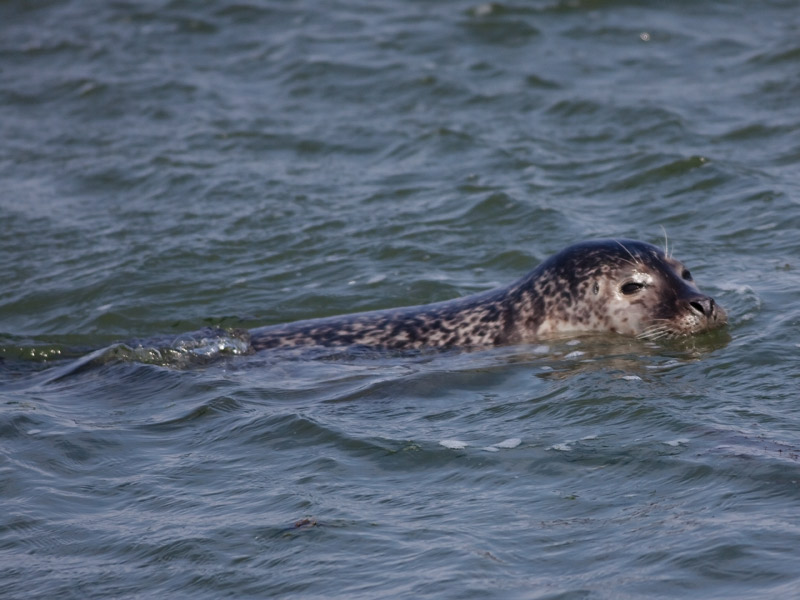 Gewone zeehond, Harbour Seal