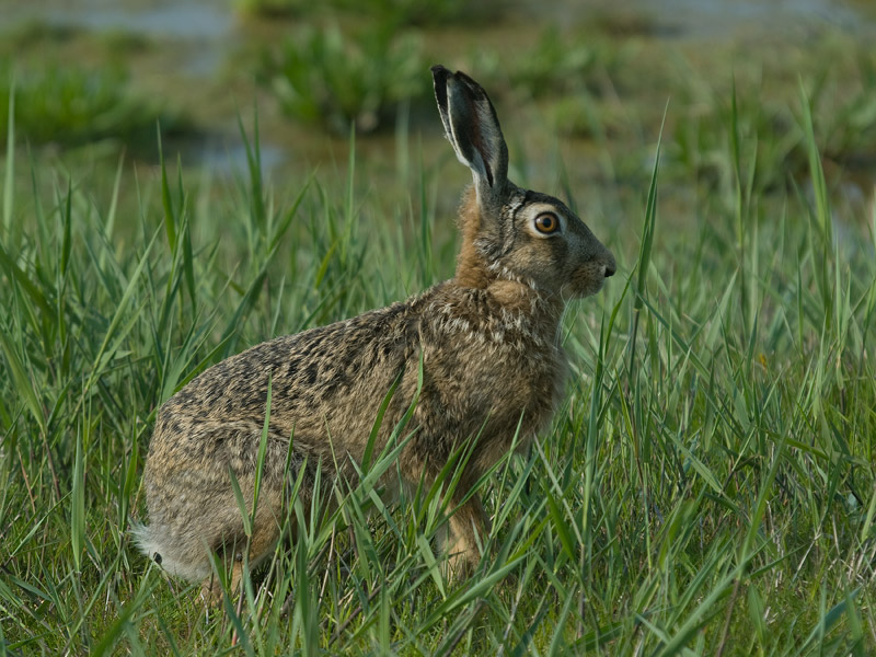 Haas, European Hare
