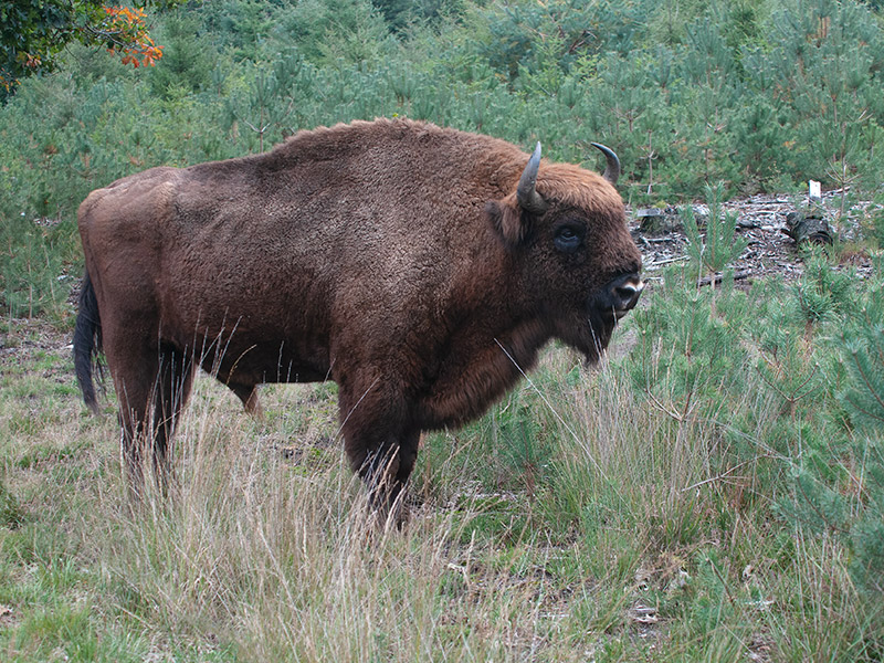 Wisent, European Bison