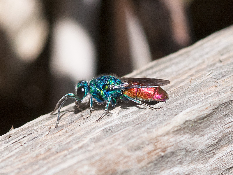 Gewone Goudwesp, Ruby-tailed Wasp