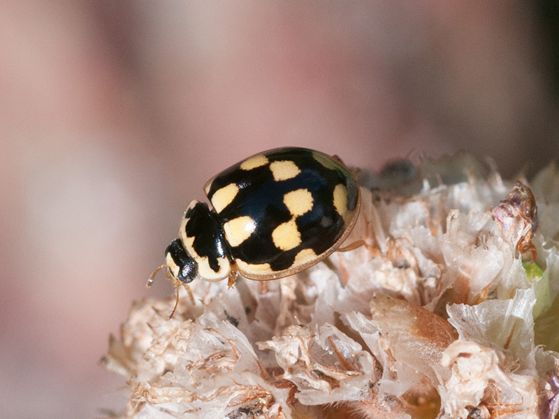 Veertienstippelig lieveheersbeestje, 14 Spot Ladybird