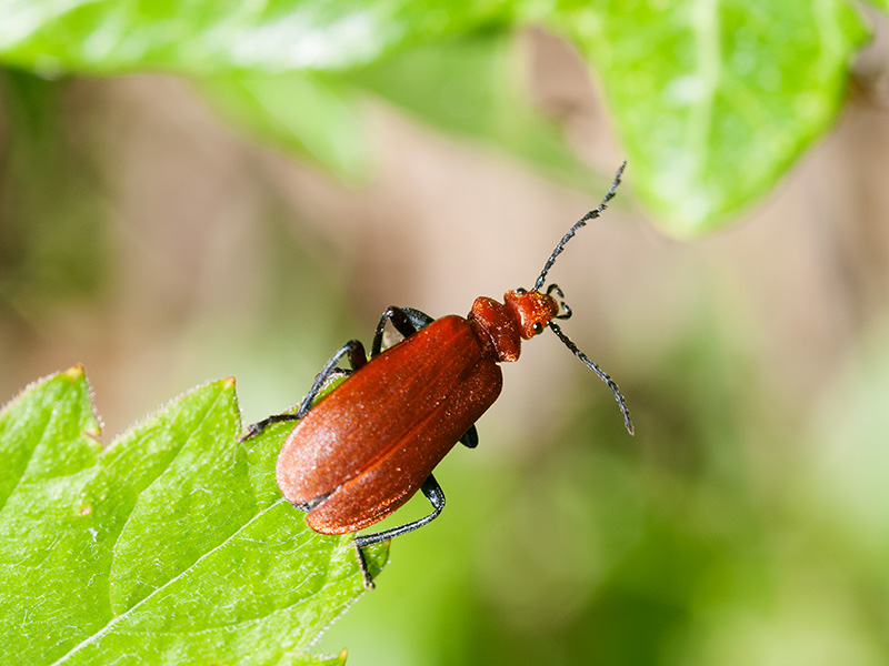 Roodkopvuurkever, Cardinal beetle