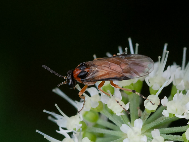 Knollenbladwesp, Turnip sawfly