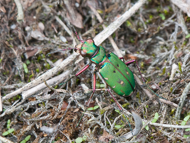 Groene Zandloopkever, Green Tiger Beetle