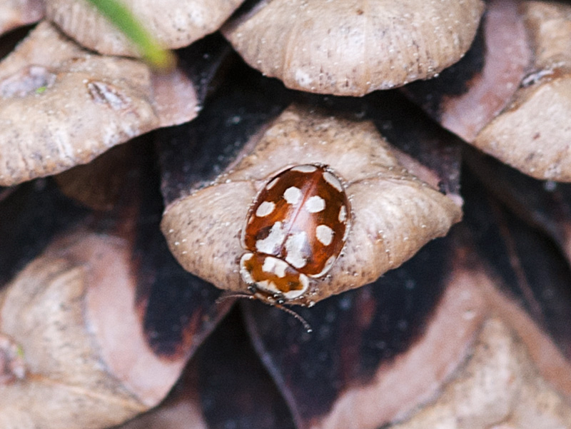 Achttienvleklieveheersbeestje, 18-spot Ladybird
