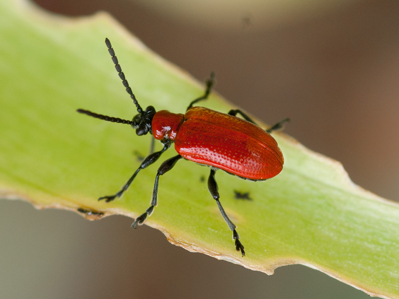Leliehaantje, Scarlet Lily beetle