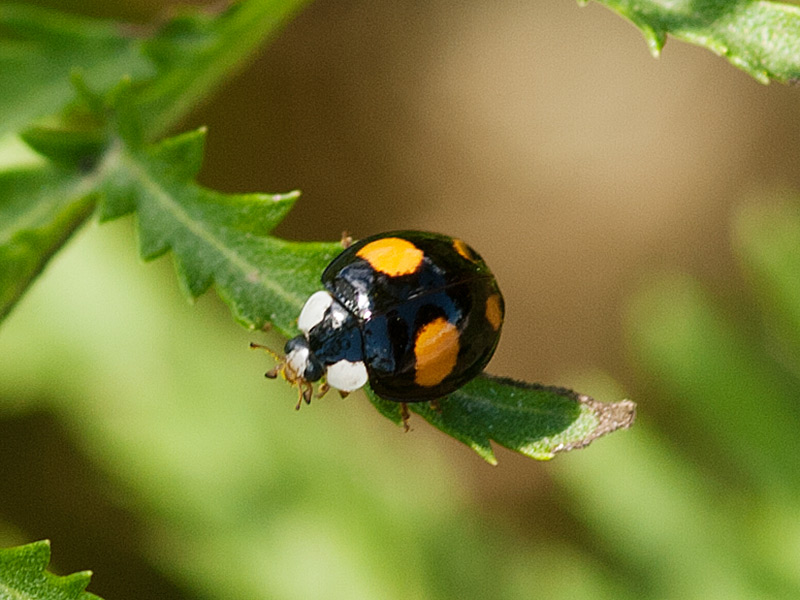 Veelkleurig aziatisch lieveheersbeestje, Multicoloured Asian ladybird