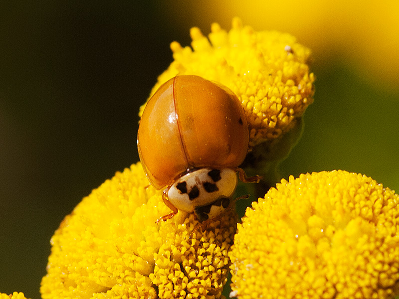 Veelkleurig aziatisch lieveheersbeestje, Multicoloured Asian ladybird