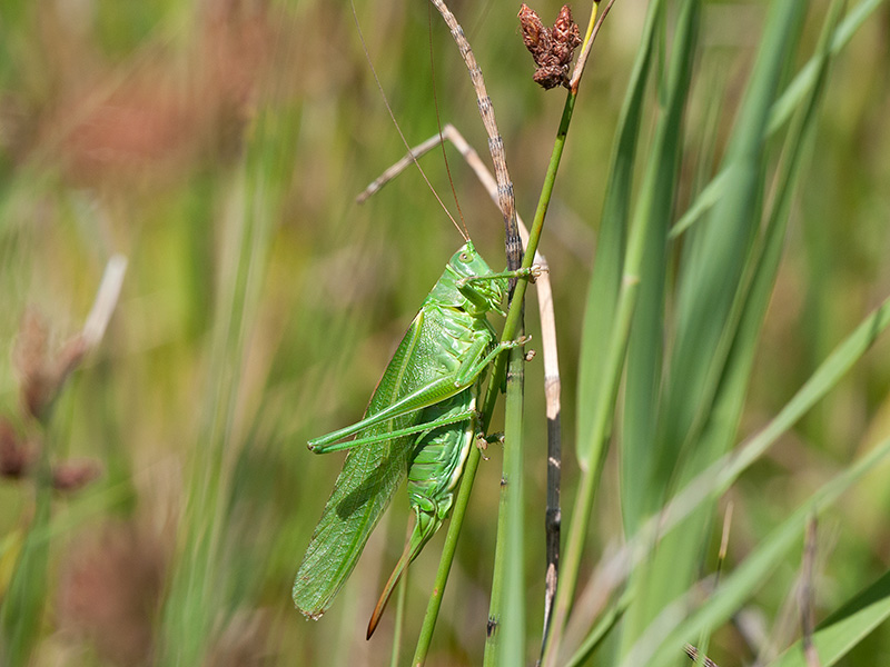 Grote groene sabelsprinkhaan, Great Green Bush Cricket