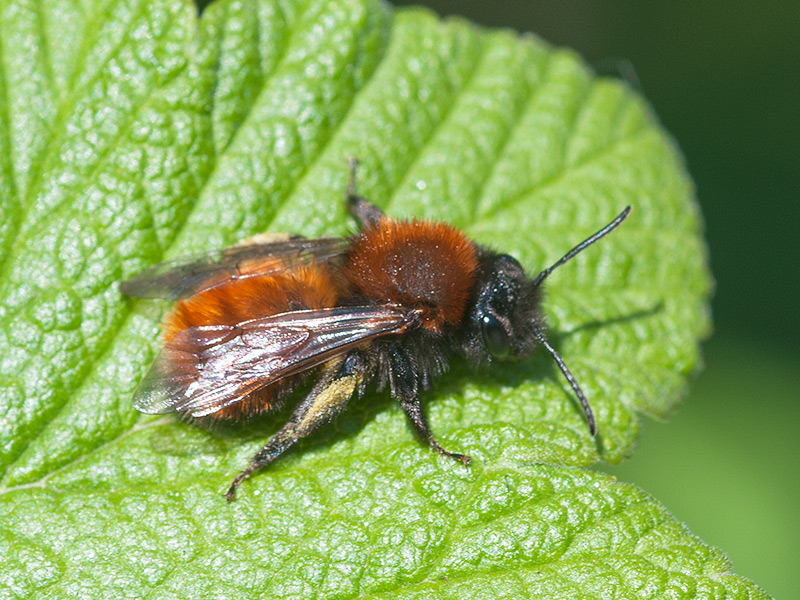 Vosje, Tawny Mining Bee
