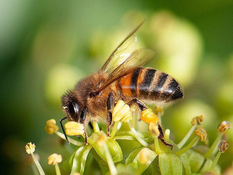 Honingbij, Honey bee
