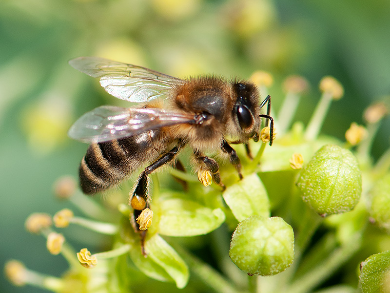 Honingbij, Honey bee