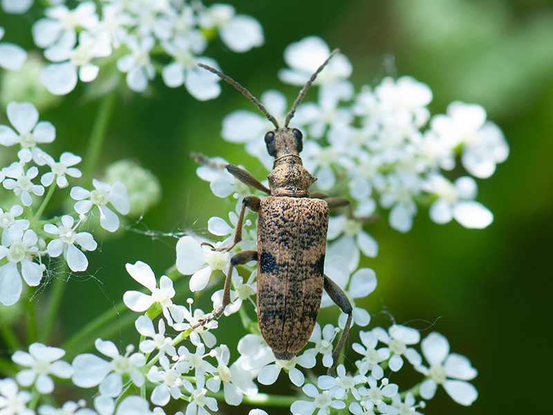 Geelzwarte ribbelboktor, Blackspotted pliers support beetle