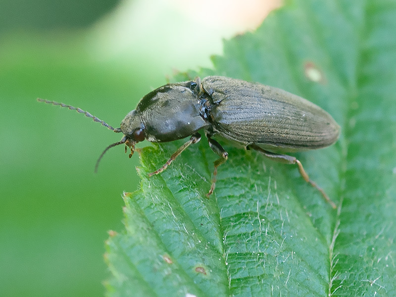 Gestreepte kniptor, Lined click beetle