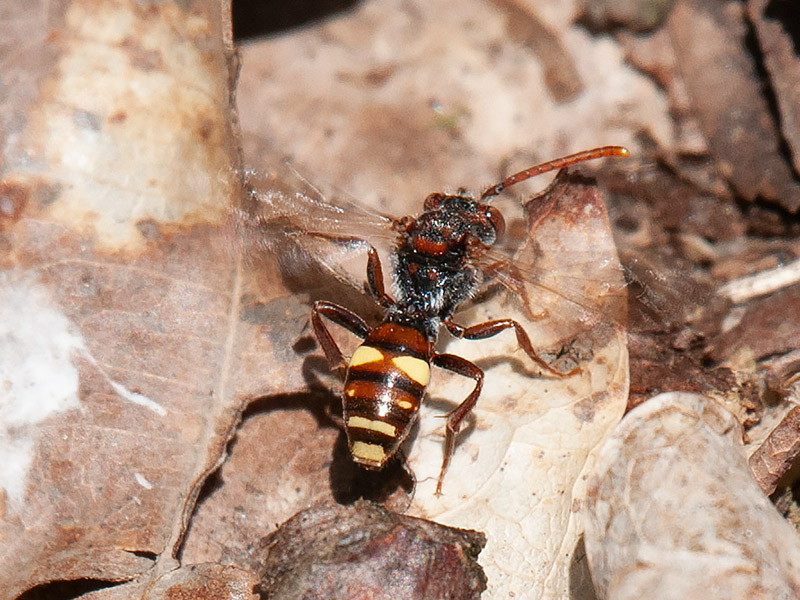 Gewone dubbeltand, Fork-jawed Nomad Bee