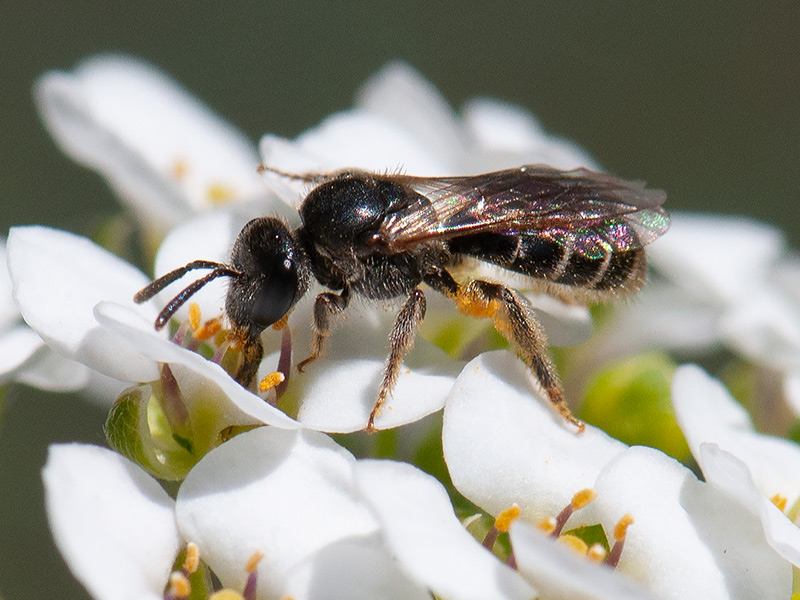 Gewone franjegroefbij, Fringed Furrow Bee