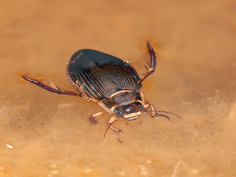 Gewone geelrand, Great diving beetle