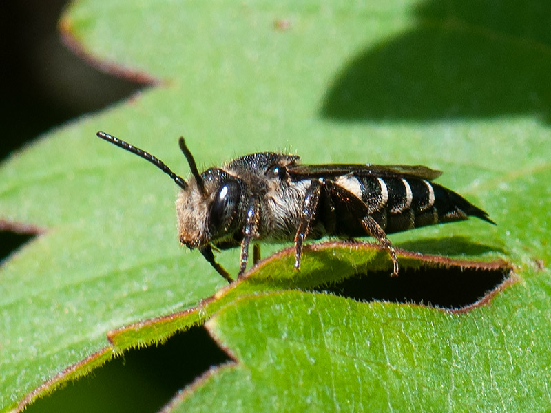 Gewone kegelbij, Shiny vented Sharp tail Bee