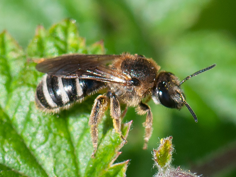 Glanzende bandgroefbij, Bull headed Furrow Bee