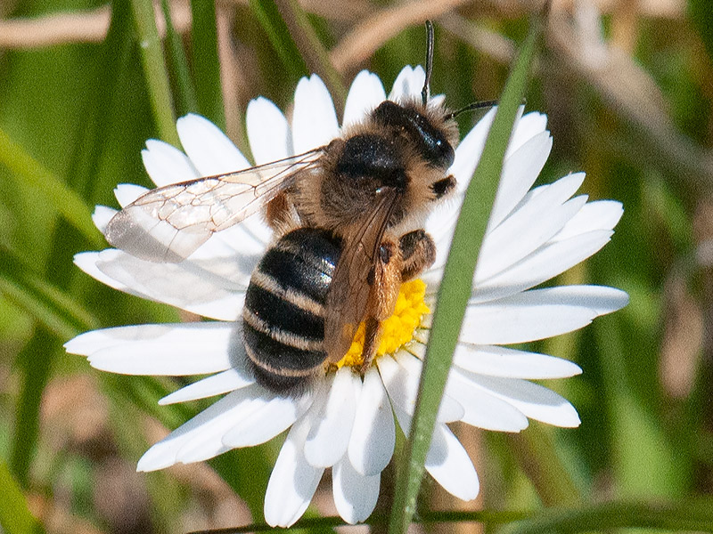 Grasbij, Yellow-legged Mining Bee