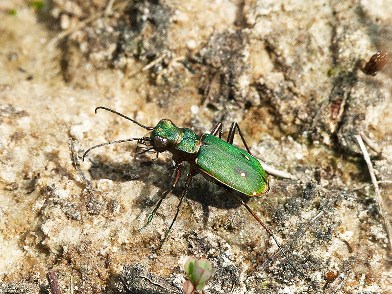 Groene zandloopkever, Green Tiger Beetle