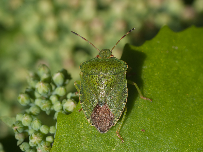 Groene schildwants, Green shield bug