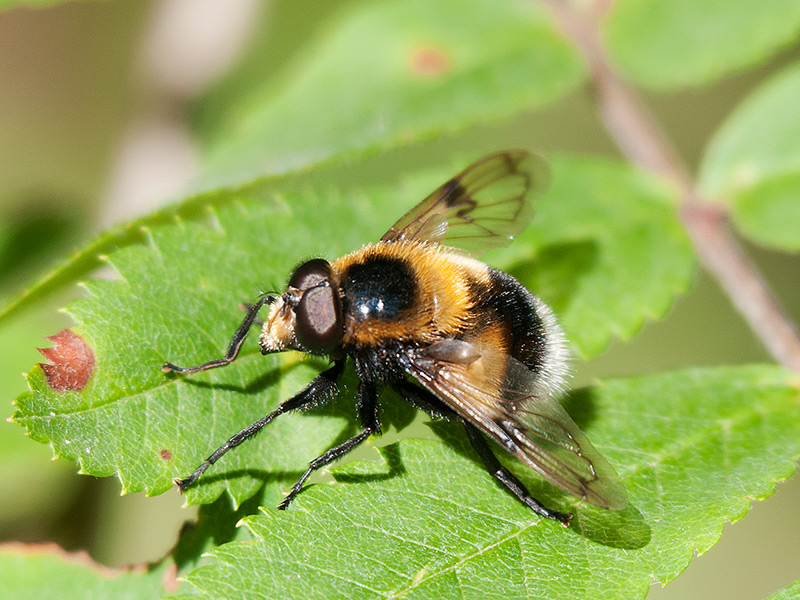 Hommelreus, Bumblebee Plumehorn