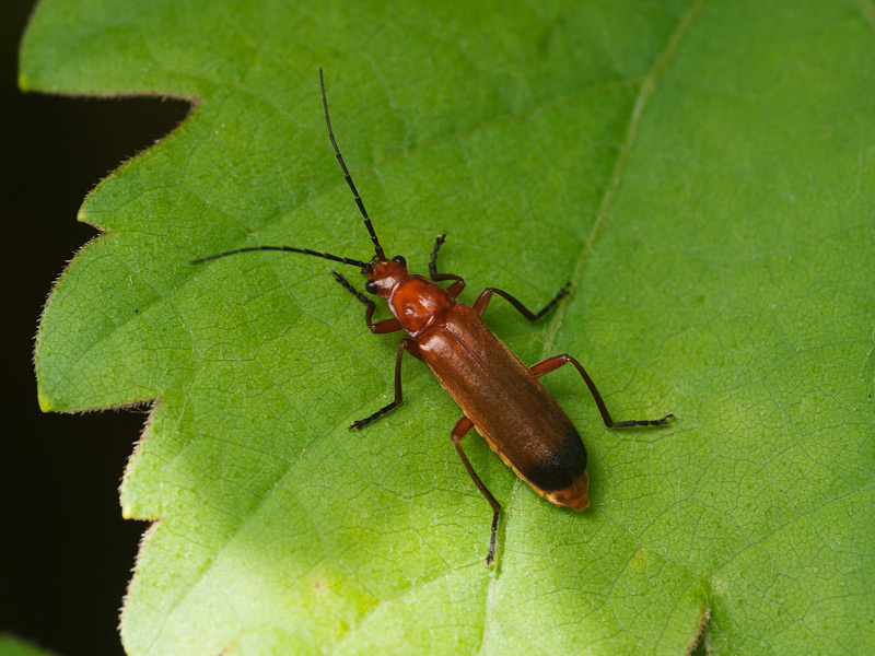 Klein rode weekschildkever, Red Soldier Beetle