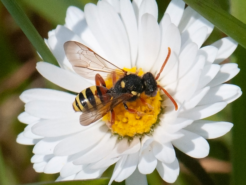 Kortsprietwespbij, Painted Nomad Bee