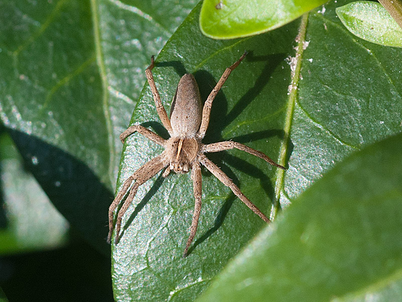 Kraamwebspin, Nursery-web Spider